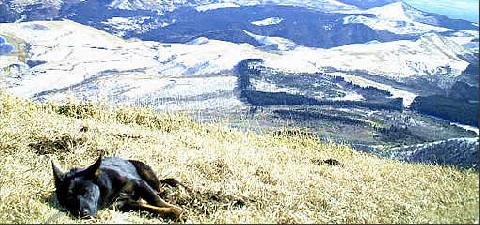 犬が飼える生活