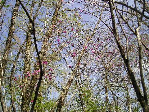 ブナ林のロングトレイル