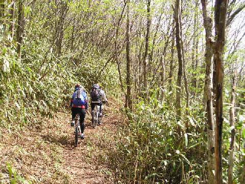 ブナ林のロングトレイルⅡ