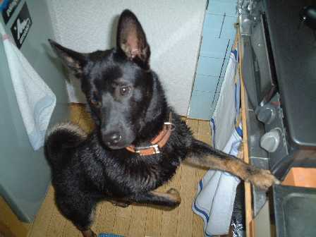 留守番ロッキー