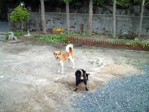 久しぶりの太陽