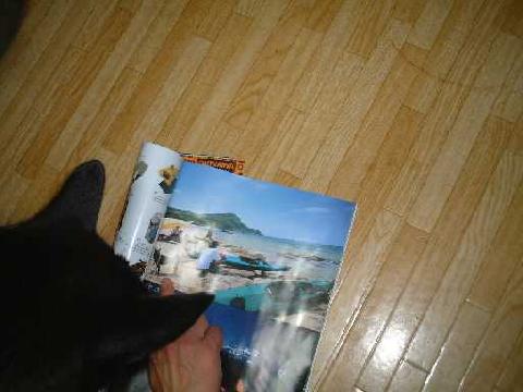 ロッキーのデビュー