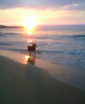 夕陽をバックに・・・