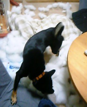 やられた・・・