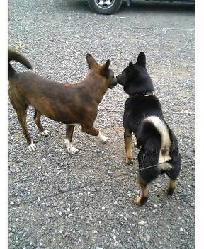 ロ・ロ・ロハスだぁぁぁ？？？