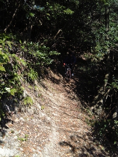 落ち葉がサクサク