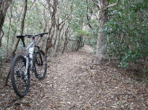 落ち葉のトレイル