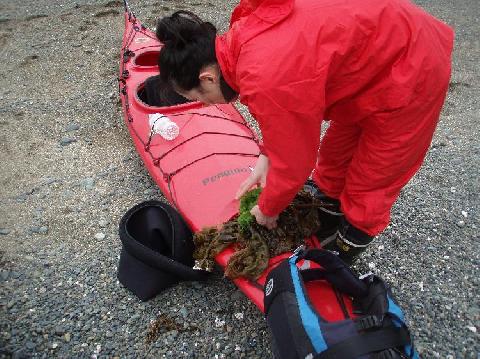 春・海からの恵み