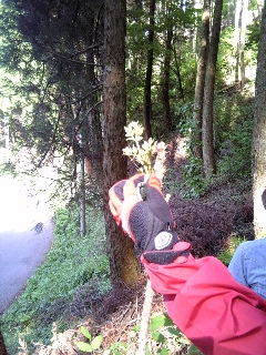 緑を食べる　その２