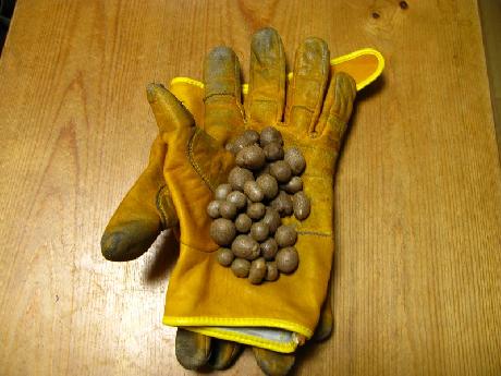 秋の恵み　裏庭編