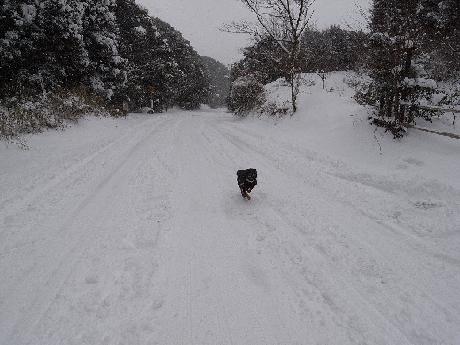 イヌは喜び・・・