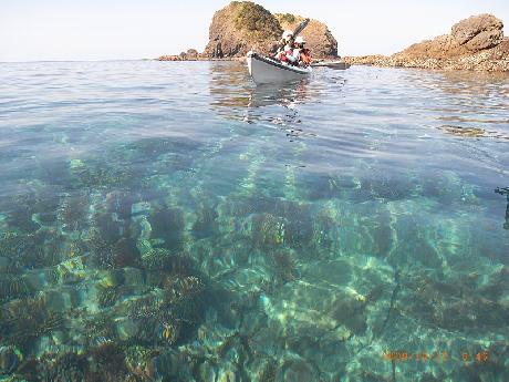 南薩摩・坊津　オニヒトデ駆除へ協力のお願い